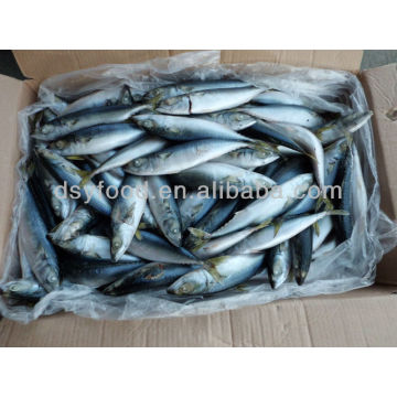 frozen pacific mackerel tin fish